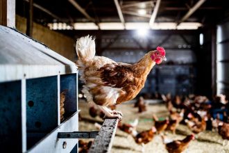 The US beat back bird flu in 2025 – but the battle isn’t over