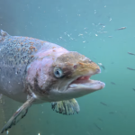 The hidden harm from salmon farming