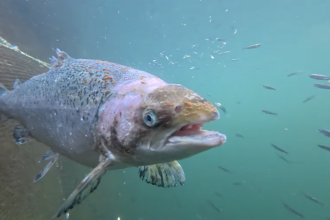 The hidden harm from salmon farming