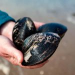 The surprising longevity lessons from the world’s oldest animal