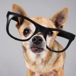 These are the best gadgets for your pet right now