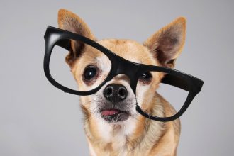 These are the best gadgets for your pet right now