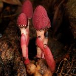 This Bizarre Parasitic ‘Mushroom’ Plant Quit Photosynthesis – And It’s Thriving : ScienceAlert