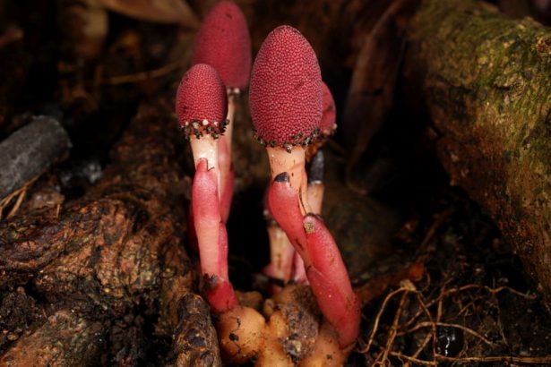 This Bizarre Parasitic ‘Mushroom’ Plant Quit Photosynthesis – And It’s Thriving : ScienceAlert