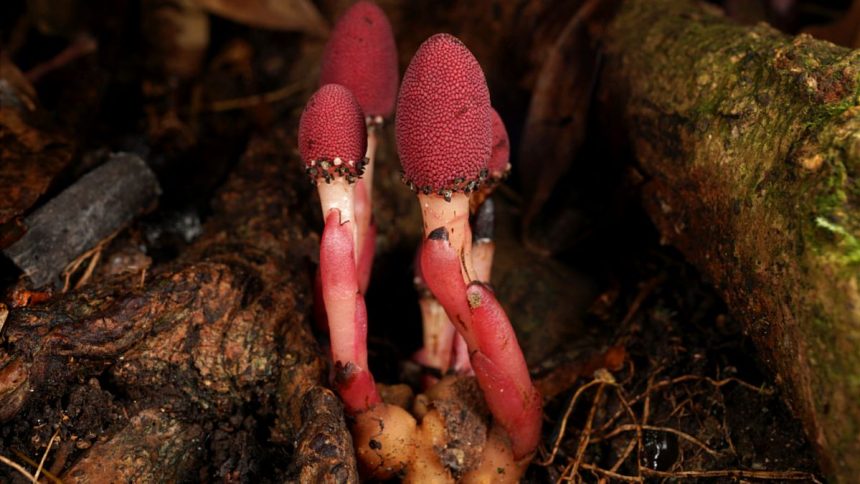 This Bizarre Parasitic ‘Mushroom’ Plant Quit Photosynthesis – And It’s Thriving : ScienceAlert