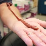 This Insanely Long Ribbon Worm Turns Out to Be The Oldest on Record : ScienceAlert