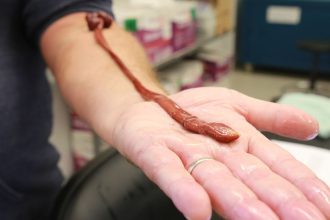 This Insanely Long Ribbon Worm Turns Out to Be The Oldest on Record : ScienceAlert