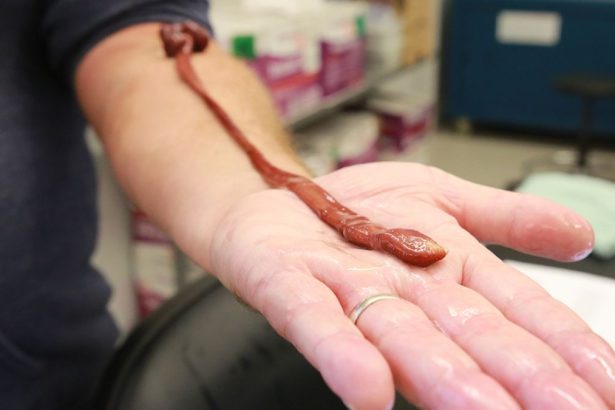This Insanely Long Ribbon Worm Turns Out to Be The Oldest on Record : ScienceAlert