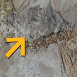 This Prehistoric Bird Choked to Death on 800 Rocks, And No One Knows Why : ScienceAlert