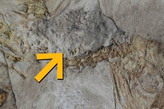 This Prehistoric Bird Choked to Death on 800 Rocks, And No One Knows Why : ScienceAlert