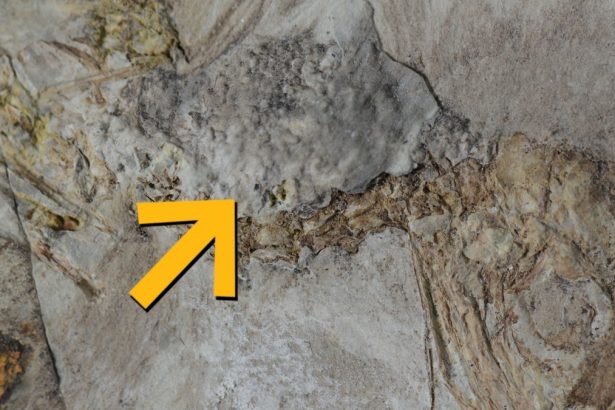 This Prehistoric Bird Choked to Death on 800 Rocks, And No One Knows Why : ScienceAlert