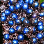 This Stunning ‘Blue Marble’ Fruit Isn’t Actually Blue – It’s a Wild Optical Illusion : ScienceAlert