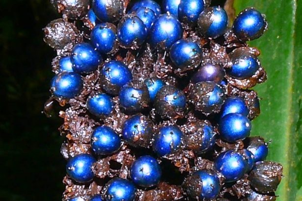 This Stunning ‘Blue Marble’ Fruit Isn’t Actually Blue – It’s a Wild Optical Illusion : ScienceAlert
