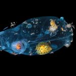 This Two-Inch Tunicate Salp Is a Swimming Smorgasbord — Colossal