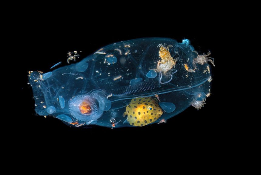 This Two-Inch Tunicate Salp Is a Swimming Smorgasbord — Colossal