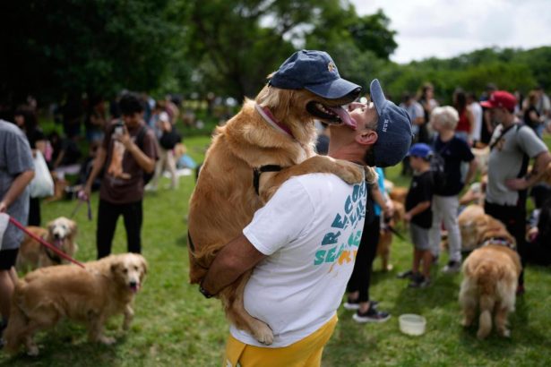 This is what happens when 2,397 golden retrievers gather in an Argentina park
