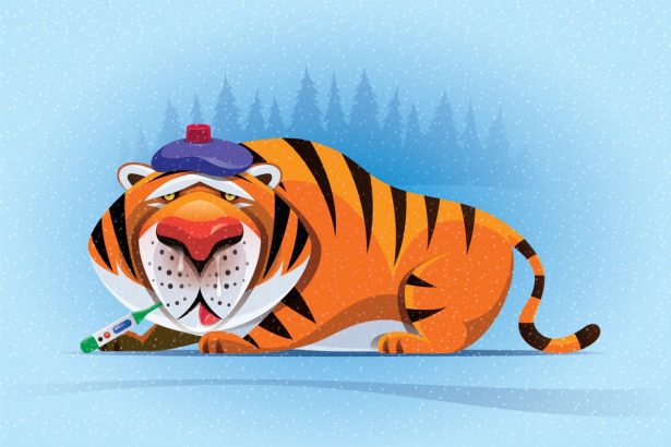 Tiger Global plans cautious venture future with a new .2B fund