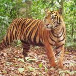 Tigers seem to be bouncing back in remote Sumatran jungle