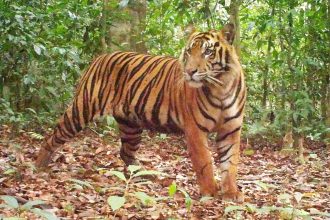 Tigers seem to be bouncing back in remote Sumatran jungle