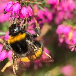 Trucked-in honeybees may edge out bigger bumblebee foragers