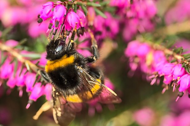 Trucked-in honeybees may edge out bigger bumblebee foragers