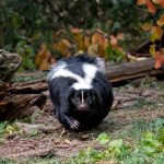 U.S. Man Dies of Rabies after Receiving Infected Kidney Transplant