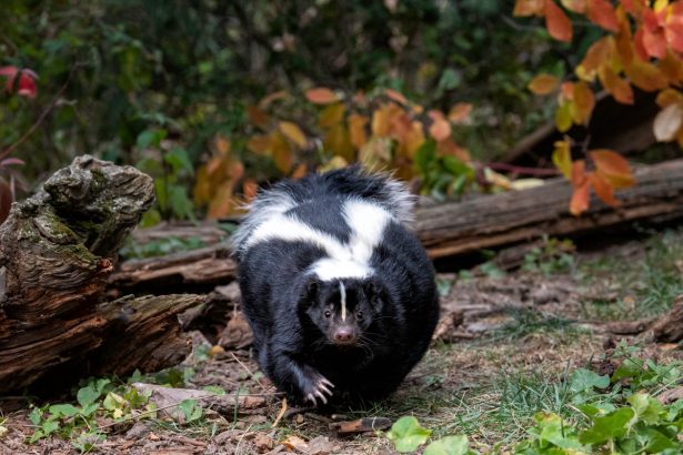 U.S. Man Dies of Rabies after Receiving Infected Kidney Transplant