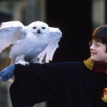 The Magic Behind the Nolstagia