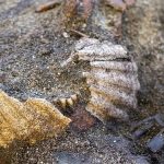 Viking-Age Grave Reveals a Burial Unlike Anything Seen Before : ScienceAlert