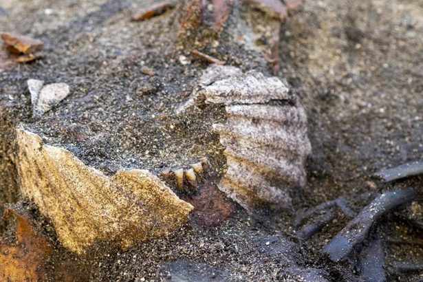 Viking-Age Grave Reveals a Burial Unlike Anything Seen Before : ScienceAlert