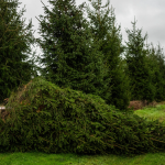 What Researchers Are Doing to Protect Christmas Trees in a Warming World