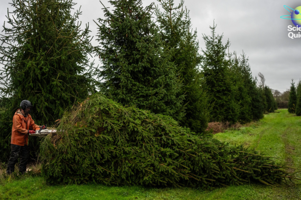 What Researchers Are Doing to Protect Christmas Trees in a Warming World