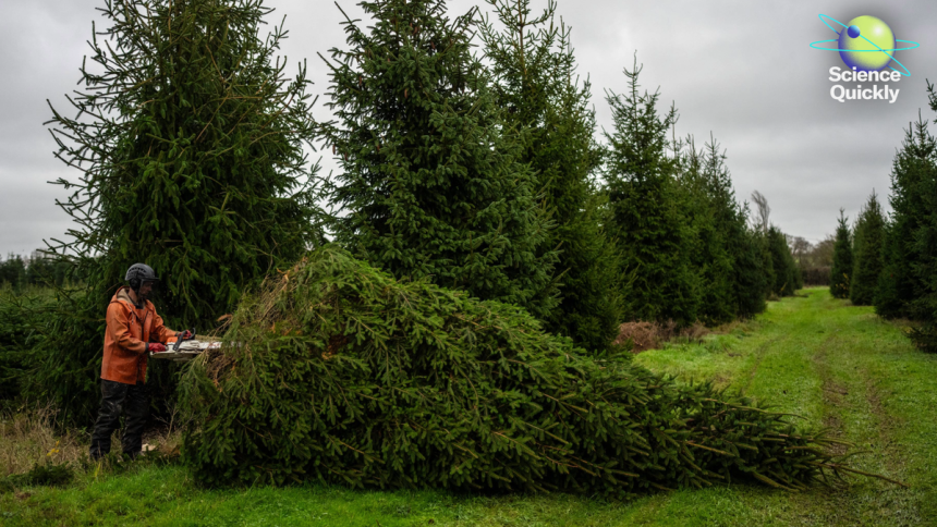 What Researchers Are Doing to Protect Christmas Trees in a Warming World