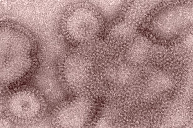 What to know about this year’s flu shot | STATus Report