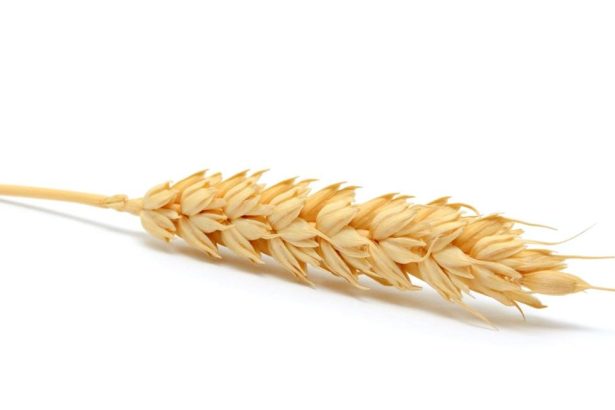 Wheat Faces Monday Pressure