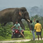 When Elephants Trample Your Farm, Who Do You Call?