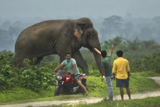 When Elephants Trample Your Farm, Who Do You Call?