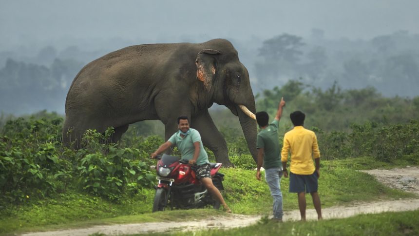 When Elephants Trample Your Farm, Who Do You Call?