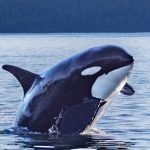 Why a Critical Orca Community Is Slipping toward Extinction