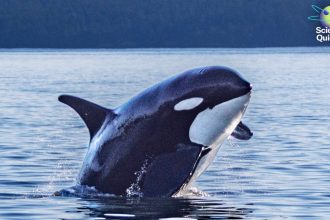 Why a Critical Orca Community Is Slipping toward Extinction