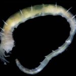 World’s Deepest Gas Hydrate Discovered Teeming With Life Off Greenland : ScienceAlert