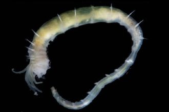 World’s Deepest Gas Hydrate Discovered Teeming With Life Off Greenland : ScienceAlert