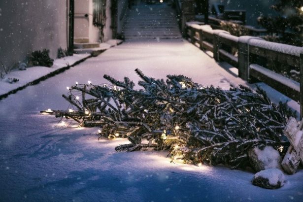 Your 5-Step Guide to Treecycling