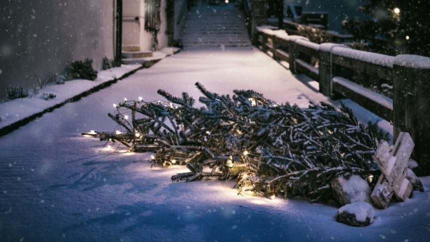 Your 5-Step Guide to Treecycling