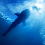 ‘Living Fossil’ Sharks, Rays and Whale Sharks Get a Lifeline amid Extinction Threat