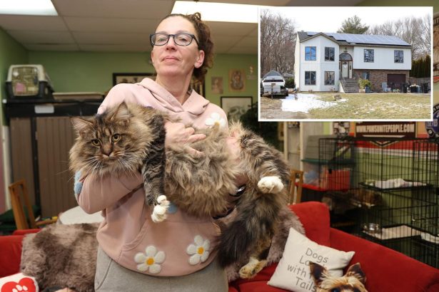 100 cats rescued from breeder’s ‘deplorable’ urine-drenched Long Island home
