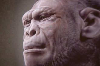 2-Million-Year-Old Fossil May Be The Oldest Example of an Early Human : ScienceAlert