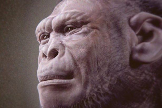 2-Million-Year-Old Fossil May Be The Oldest Example of an Early Human : ScienceAlert