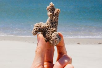 2026 May Be The Year Coral Reefs Around The World Finally Collapse : ScienceAlert