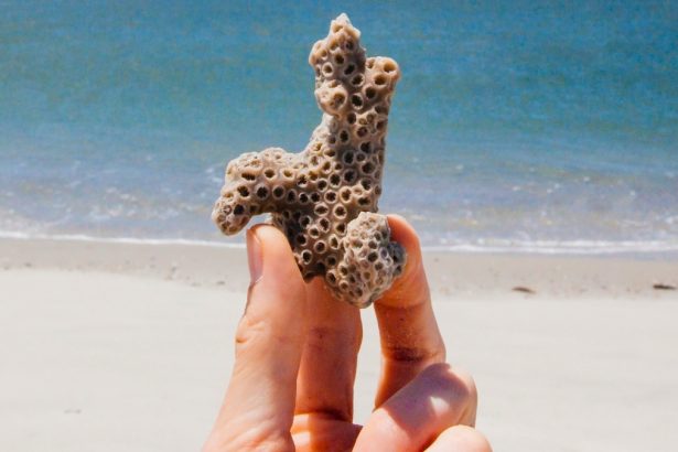 2026 May Be The Year Coral Reefs Around The World Finally Collapse : ScienceAlert